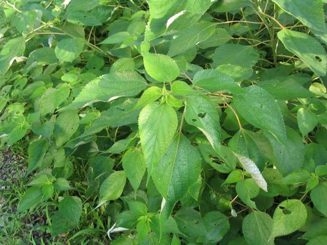 Ramie Root (Boehmeria nivea) plant