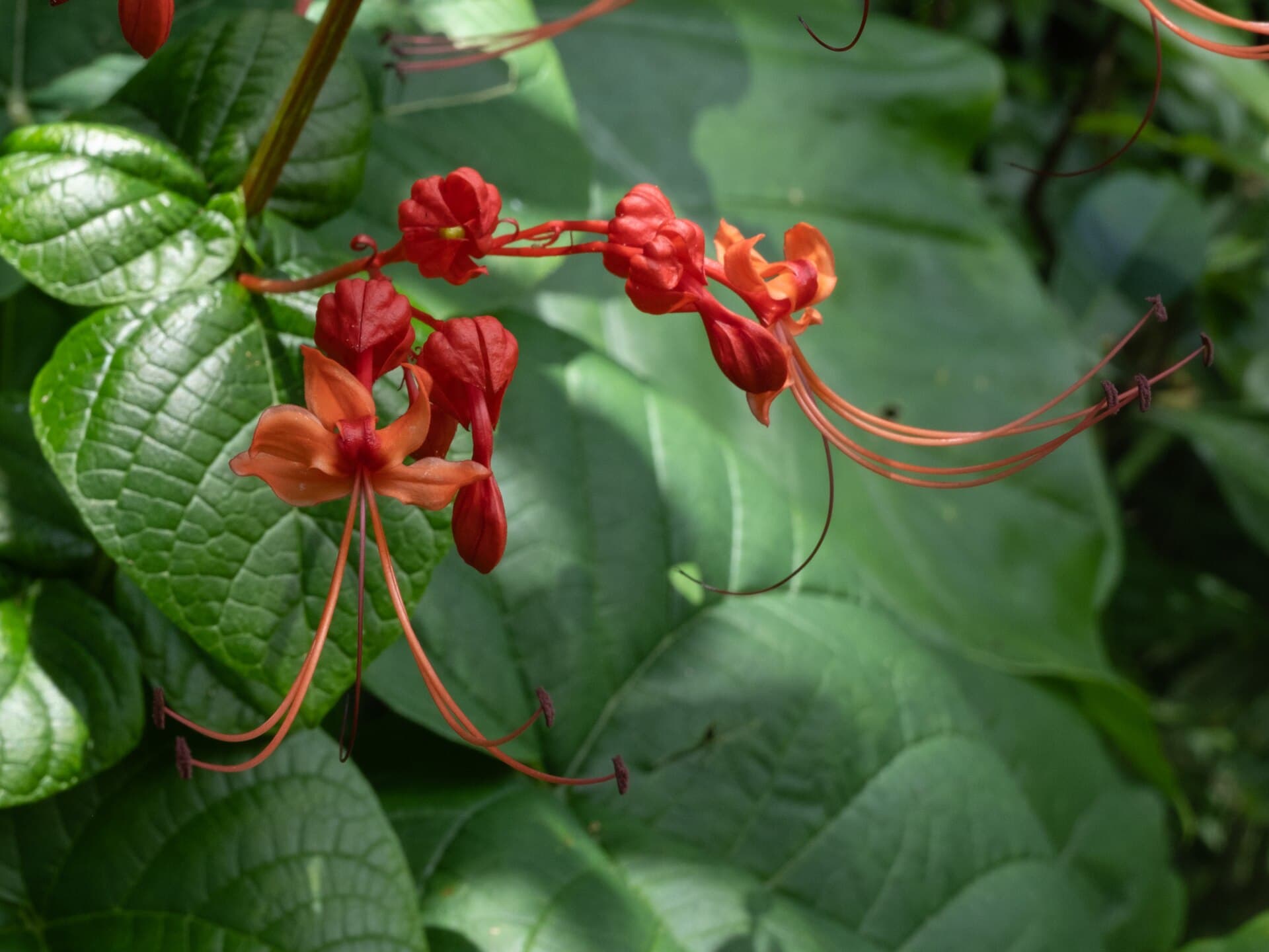 Red Clerodendrum (Clerodendrum japonicum) plant
