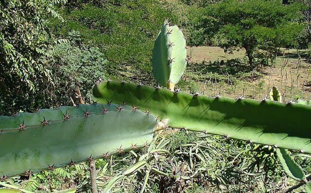 Red Dragon Fruit Powder (Selenicereus costaricensis) plant