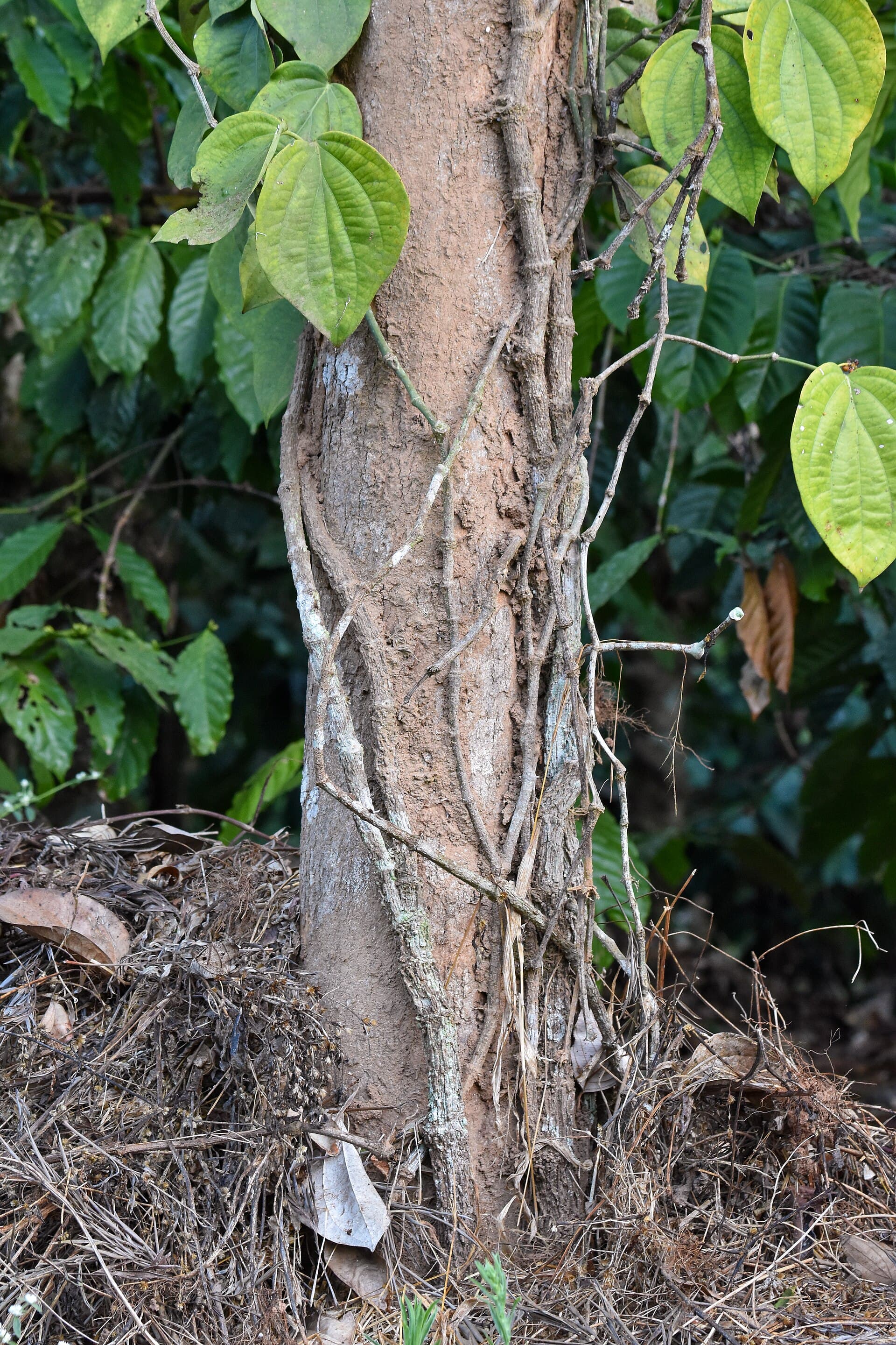 Red Pepper (dried) (Piper nigrum) plant