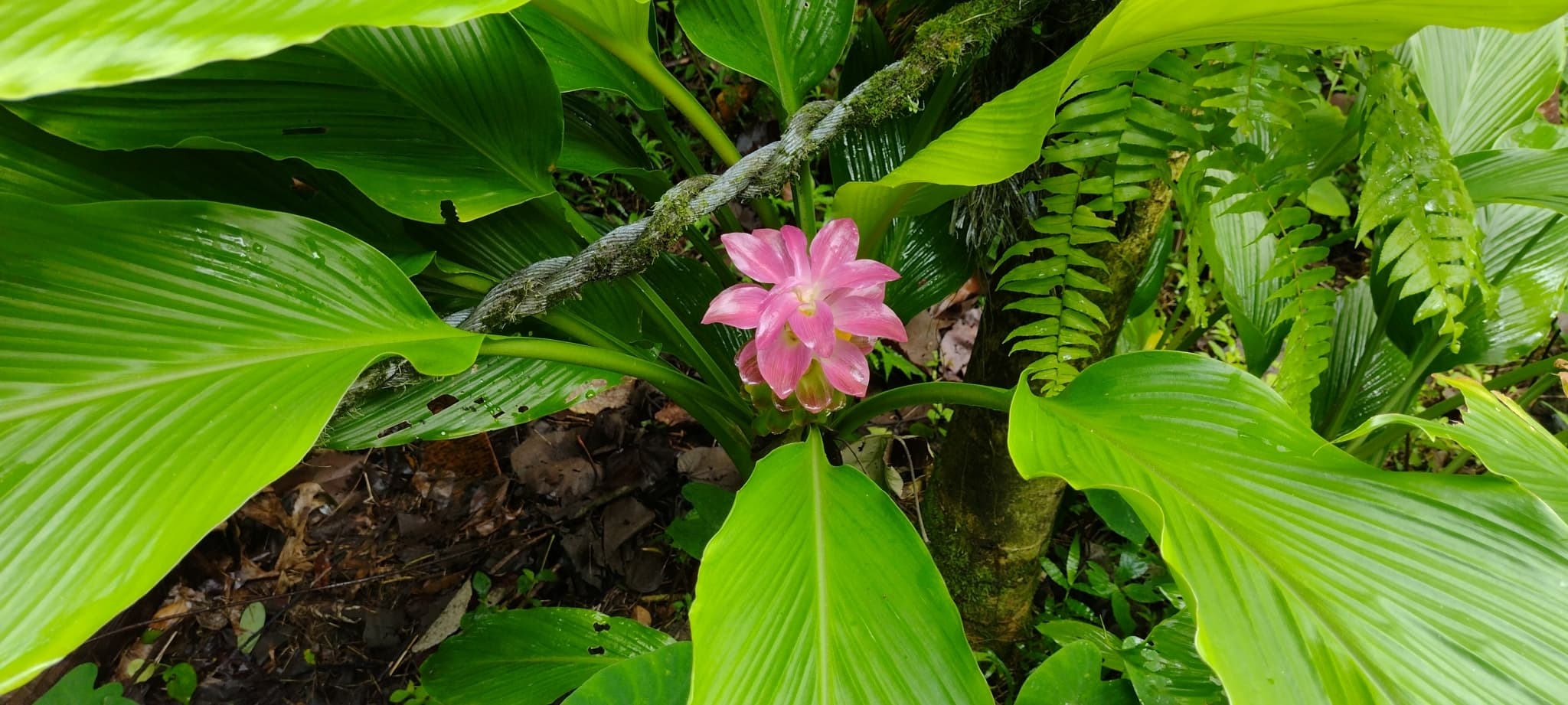 Red Turmeric (Curcuma longa) plant