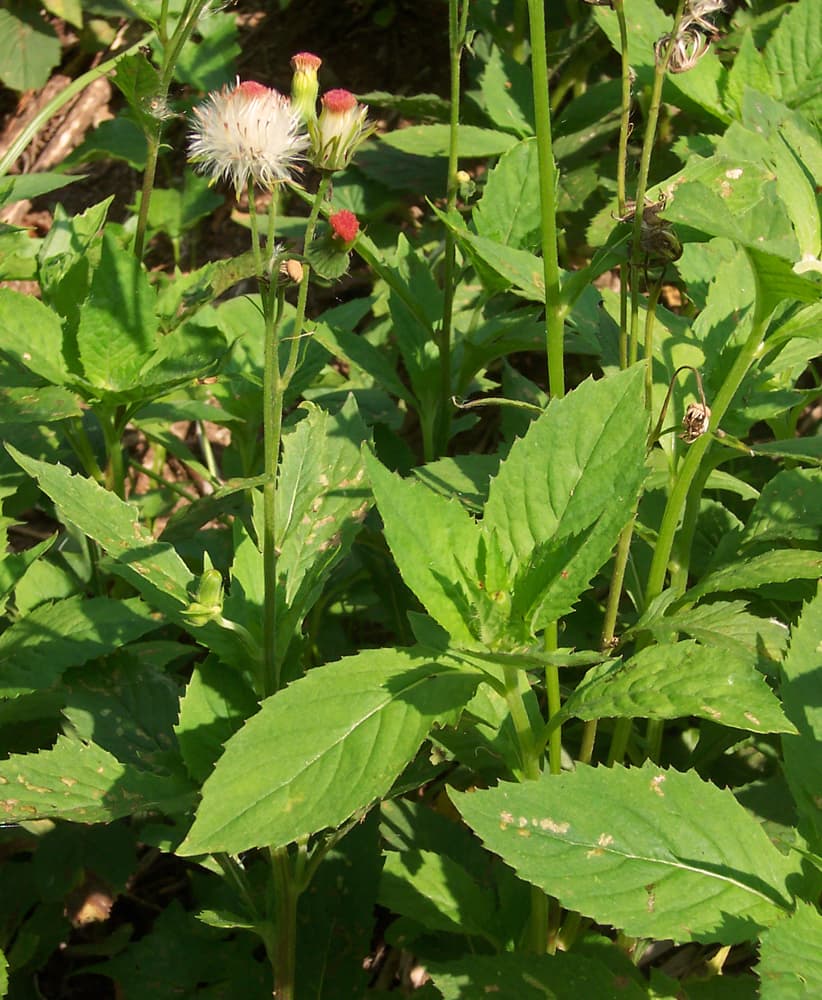 Redflower Ragleaf (Crassocephalum crepidioides) plant