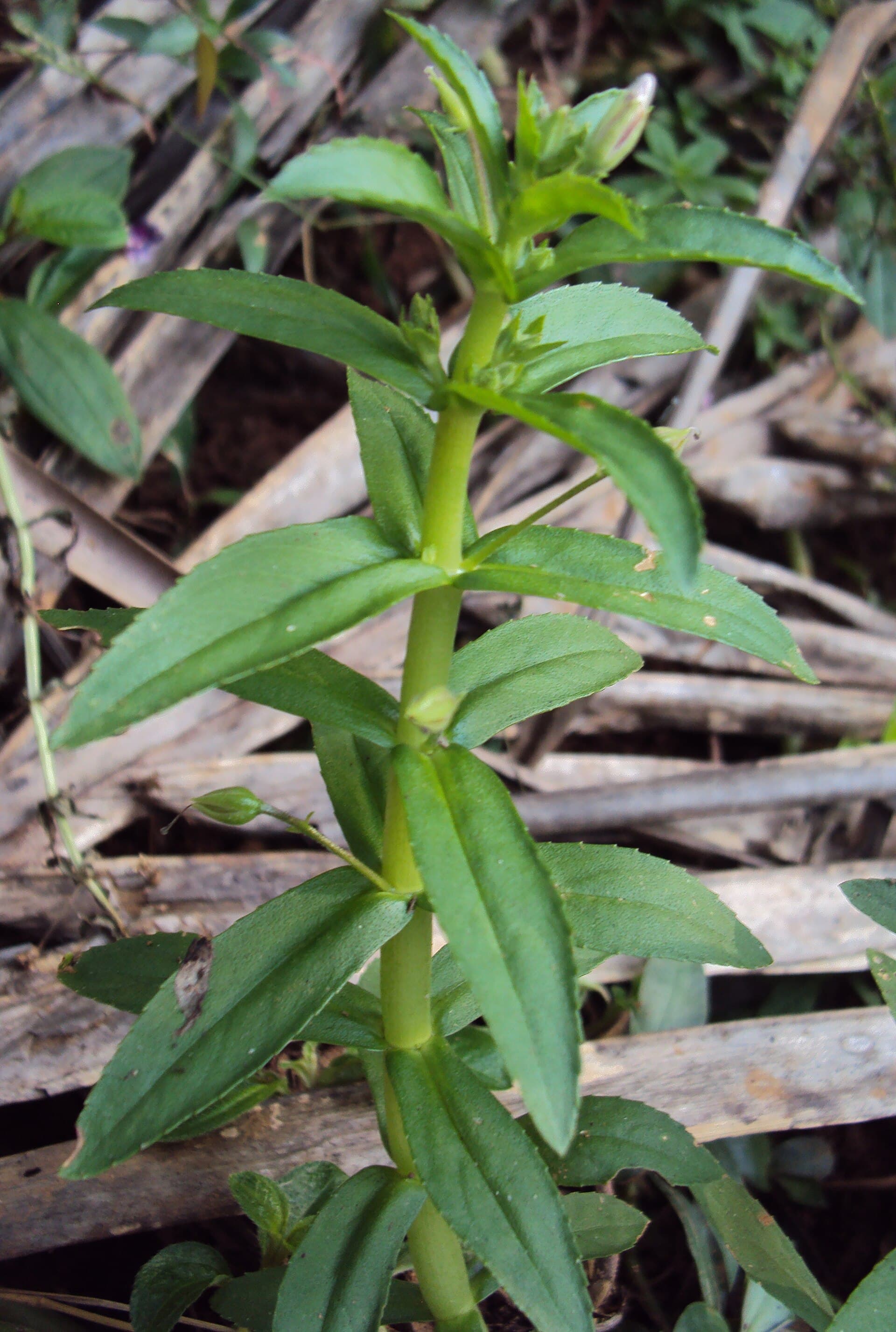 Rice Paddy Herb (Limnophila aromatica) plant