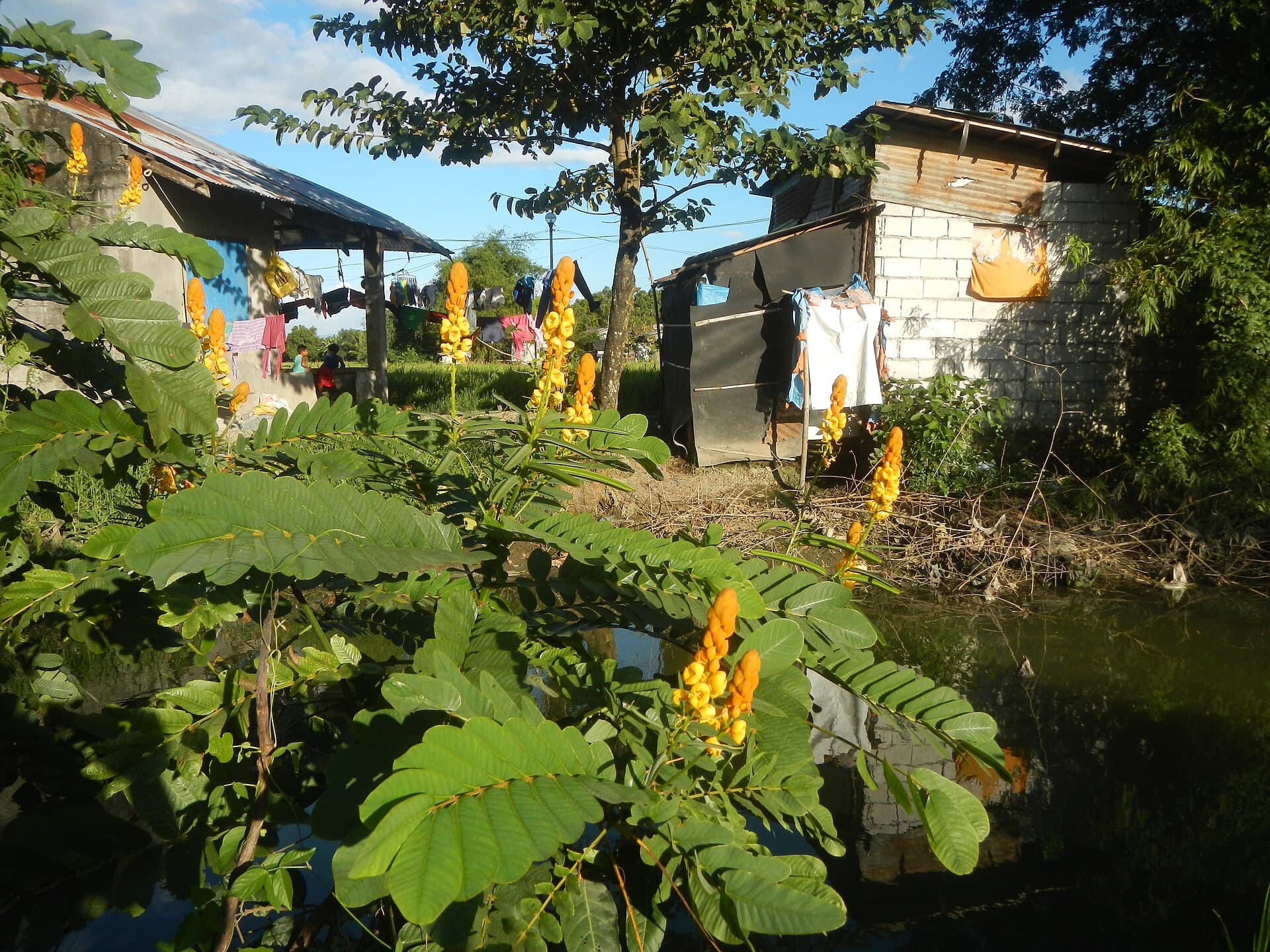 Ringworm Bush (Senna alata) plant
