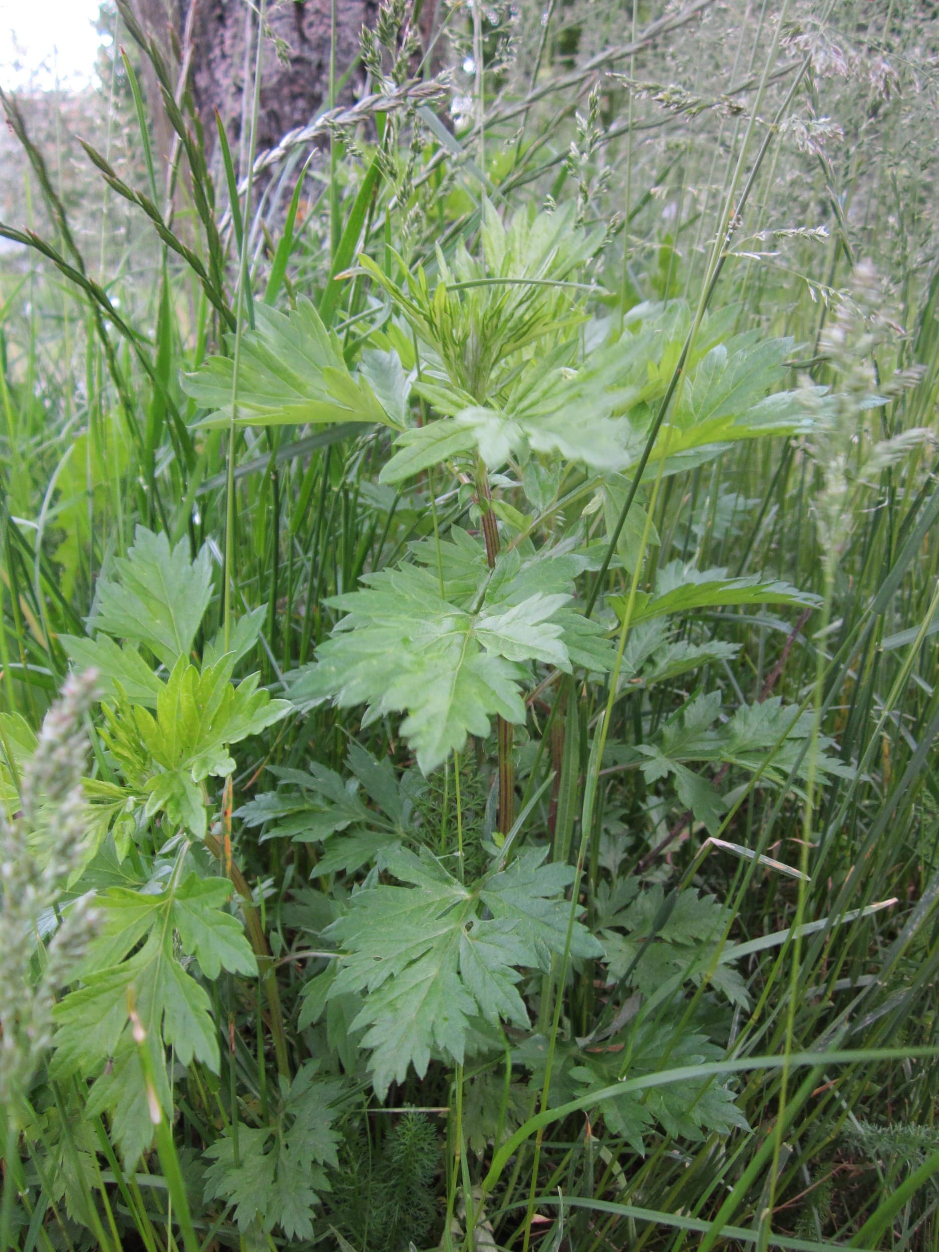 Roasted Mugwort (Artemisia vulgaris) plant