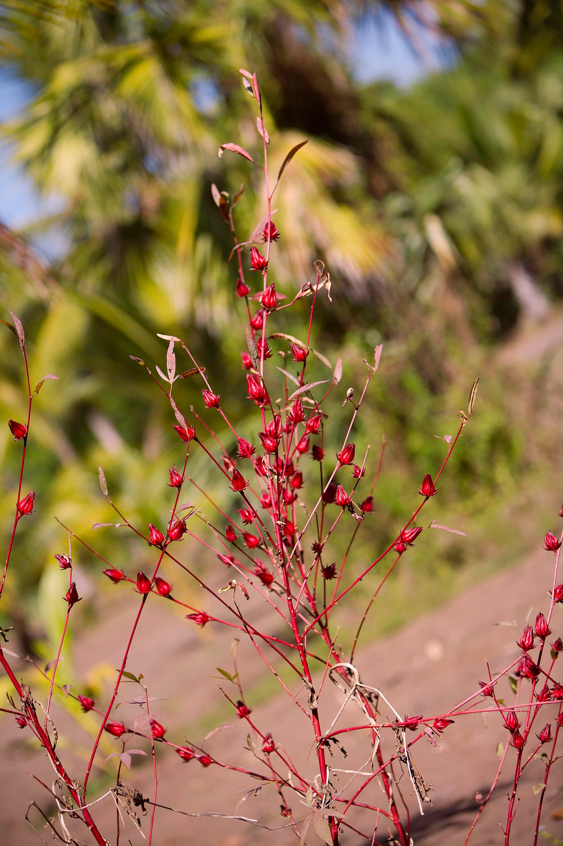 Roselle / Hibiscus (Hibiscus sabdariffa) plant