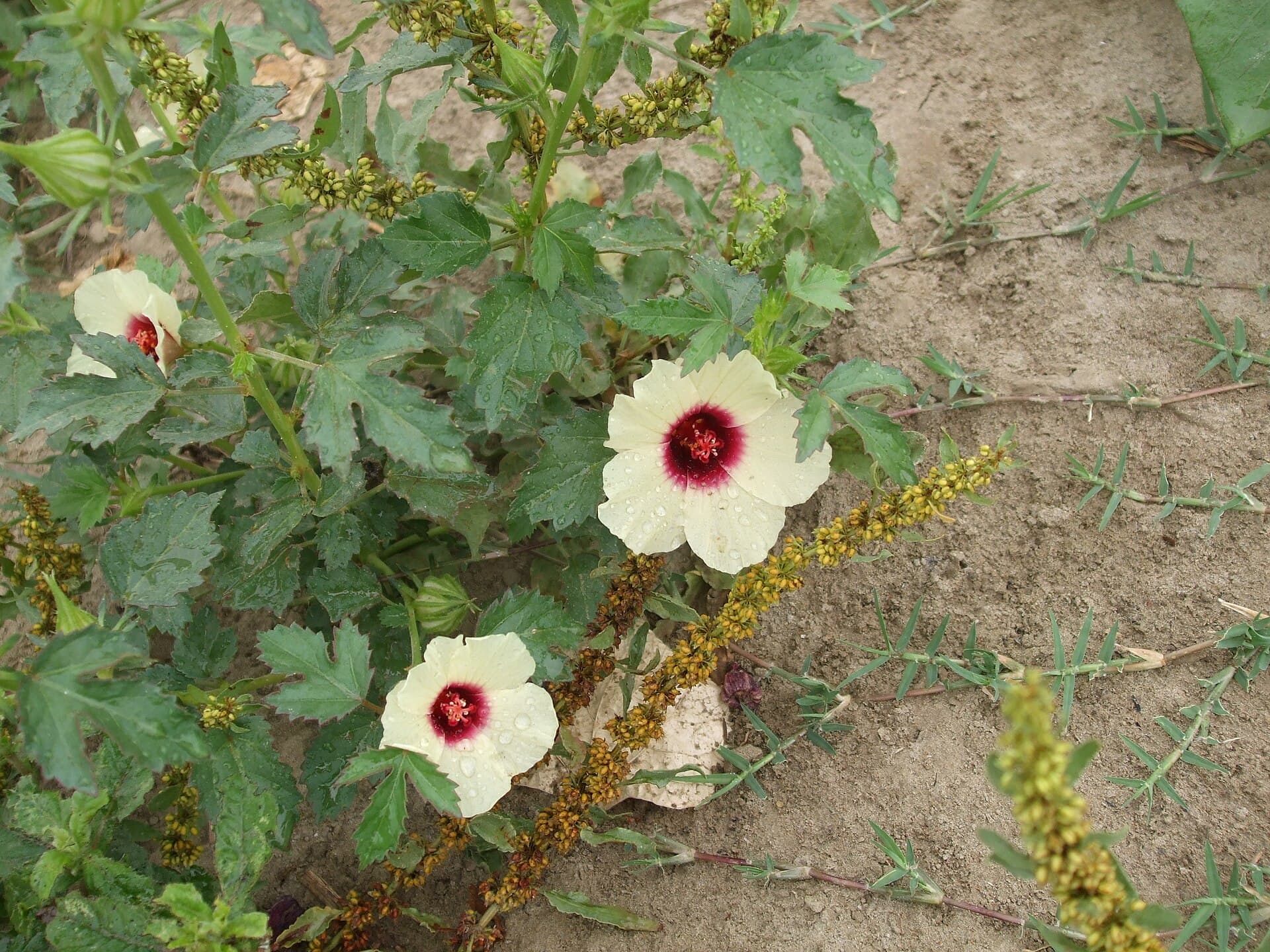 Roselle Seed (Hibiscus sabdariffa) plant