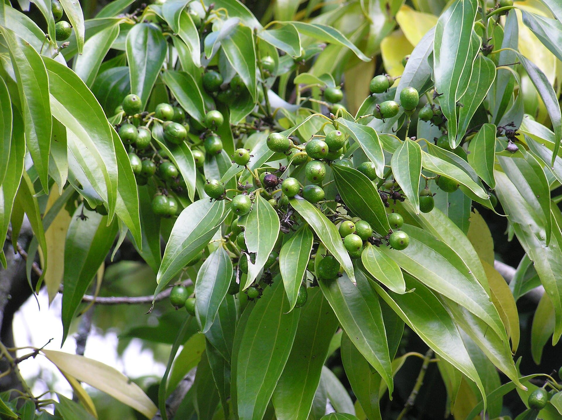 Saigon Cinnamon (Cassia) (Cinnamomum loureiroi) plant
