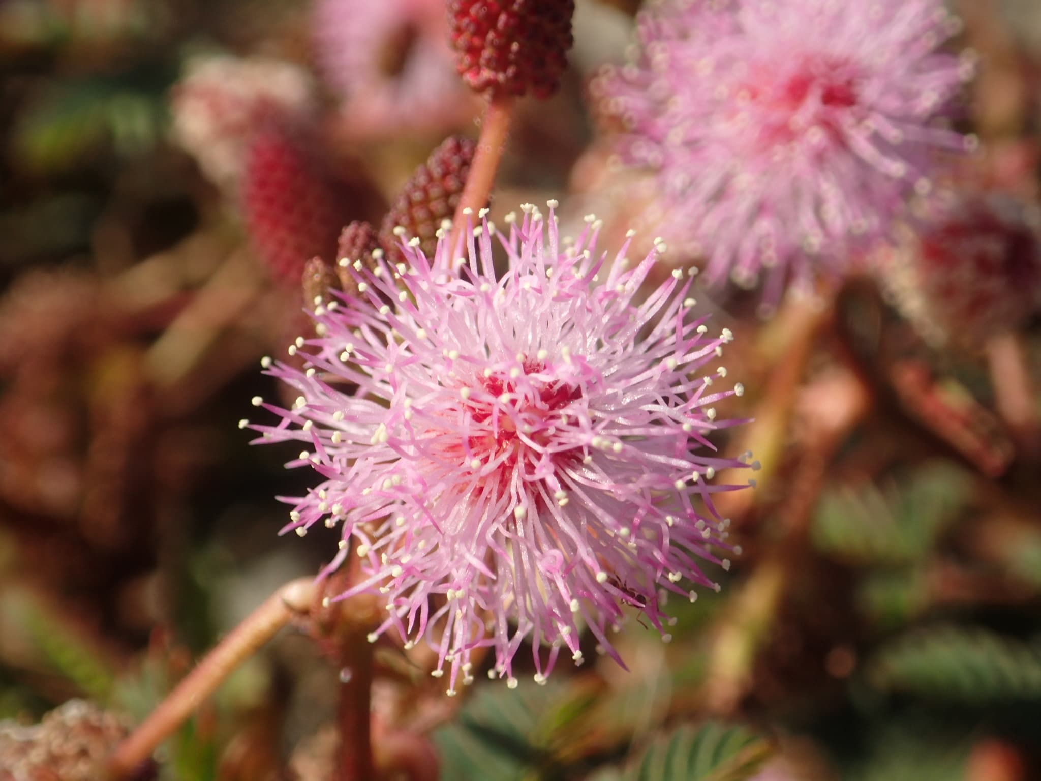 Sensitive Plant (Mimosa pudica) plant