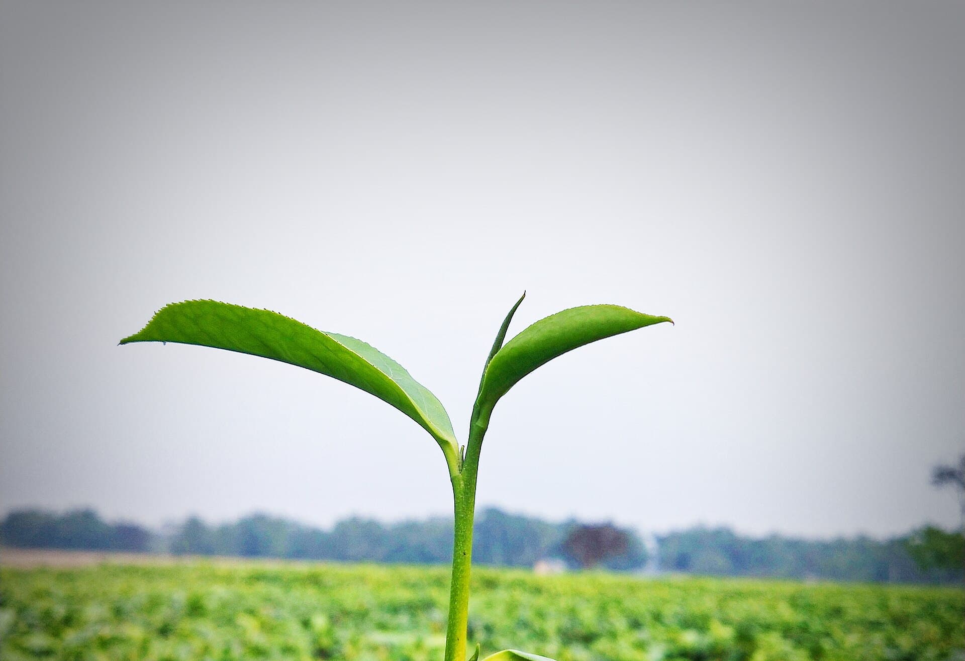 Shan Tuyet Ancient Tea (Camellia sinensis var. assamica) plant