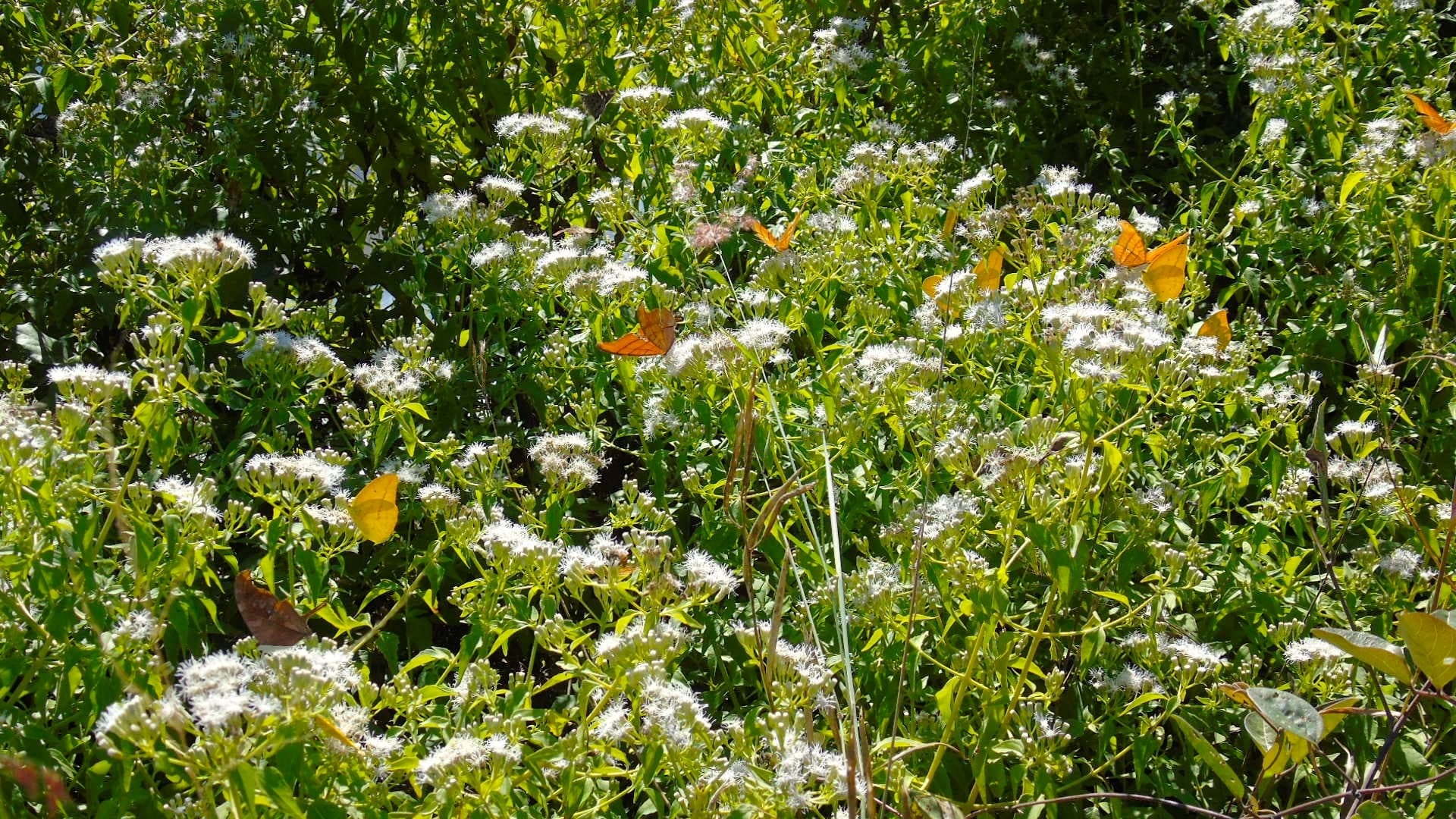 Siam Weed (Chromolaena odorata) plant