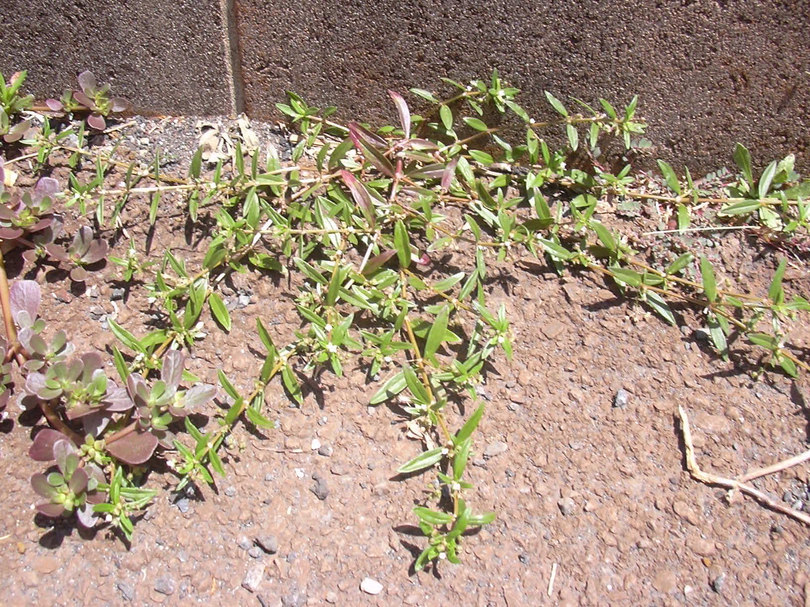 Snake-needle Grass (Hedyotis diffusa) plant