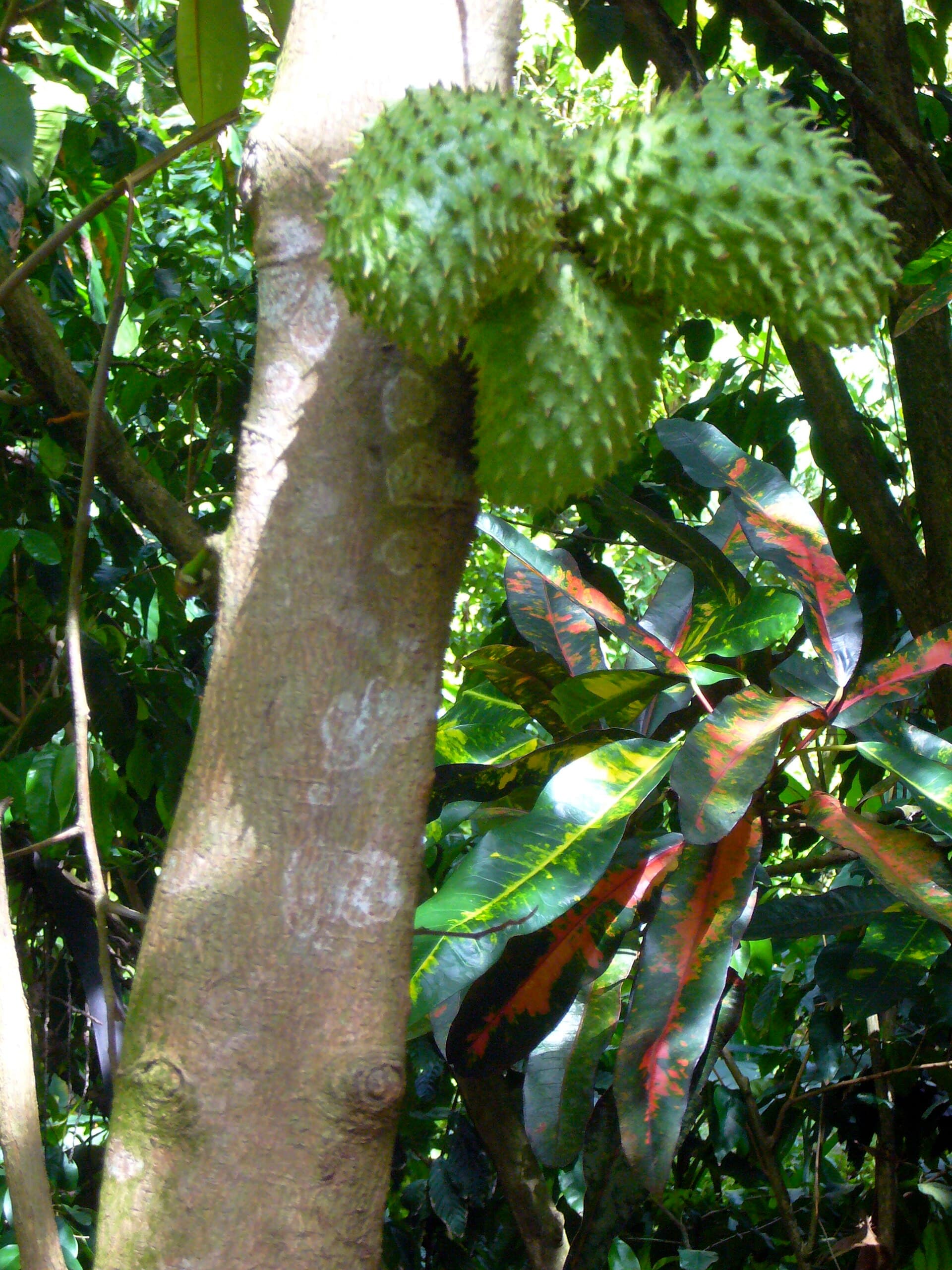 Soursop Leaf (Annona muricata) plant