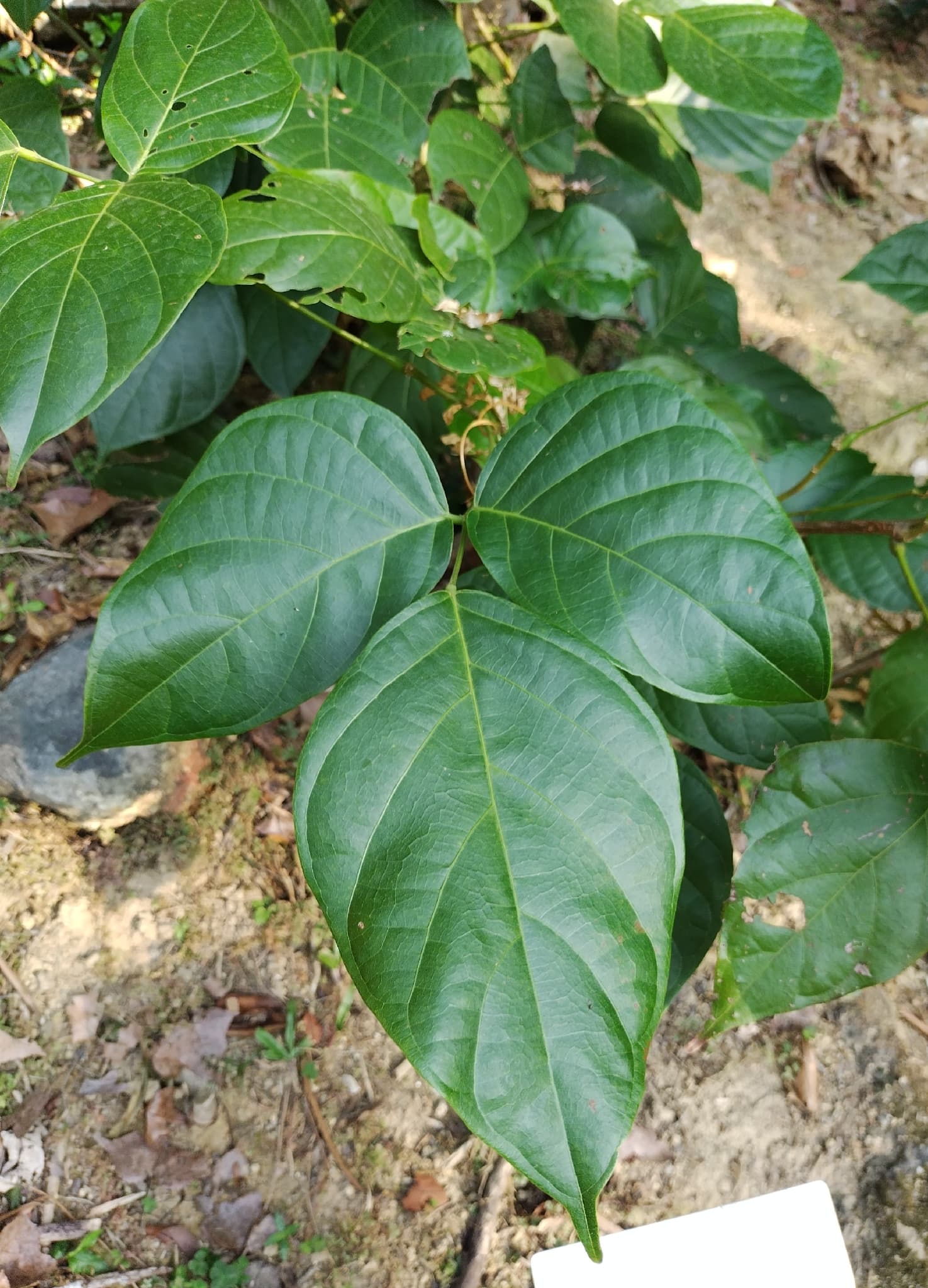 Spatholobus (Spatholobus suberectus) plant