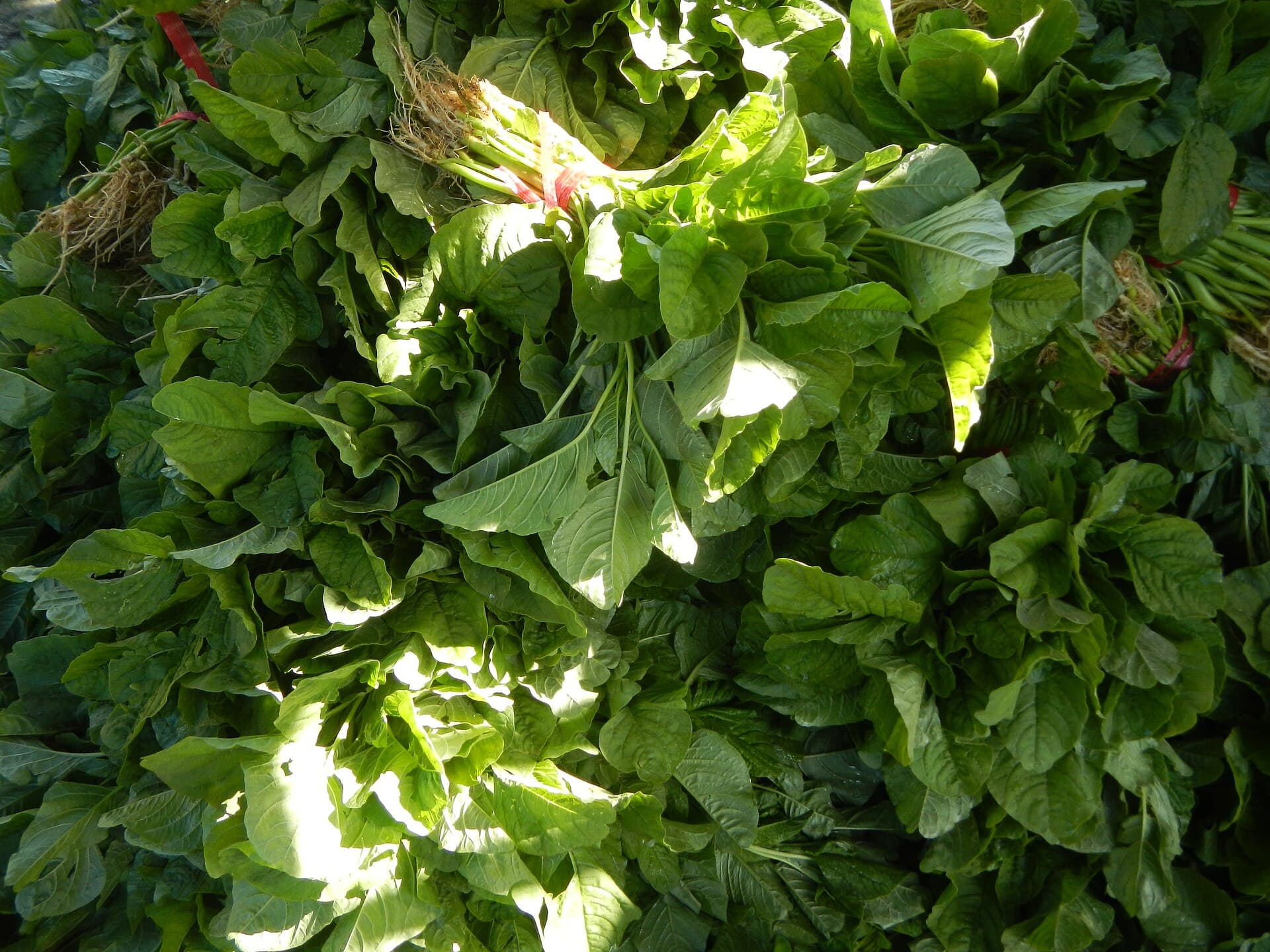 Spinach Powder (Spinacia oleracea) plant