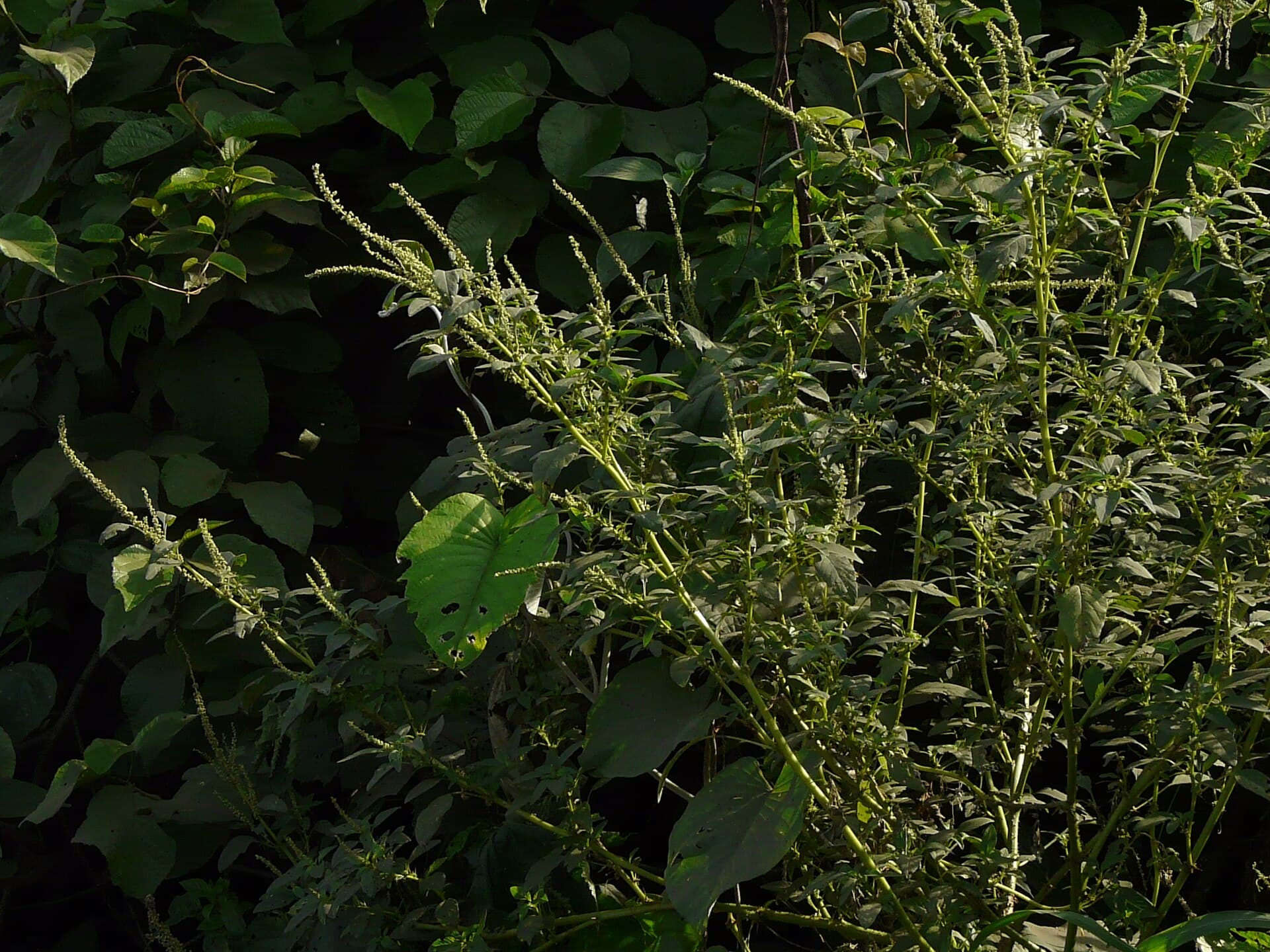 Spiny Amaranth (Amaranthus spinosus) plant