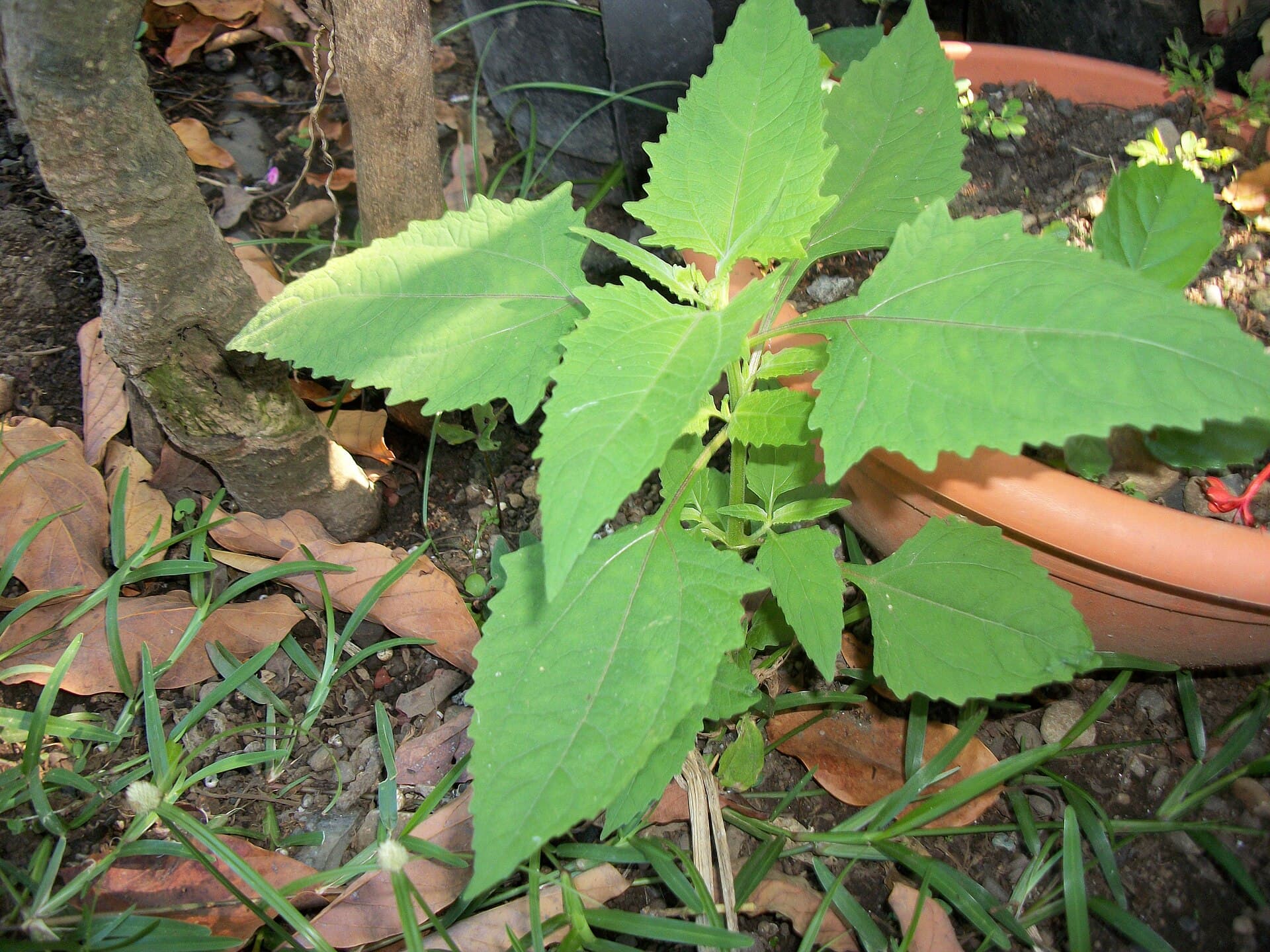 St. Paul's Wort (Sigesbeckia orientalis) plant