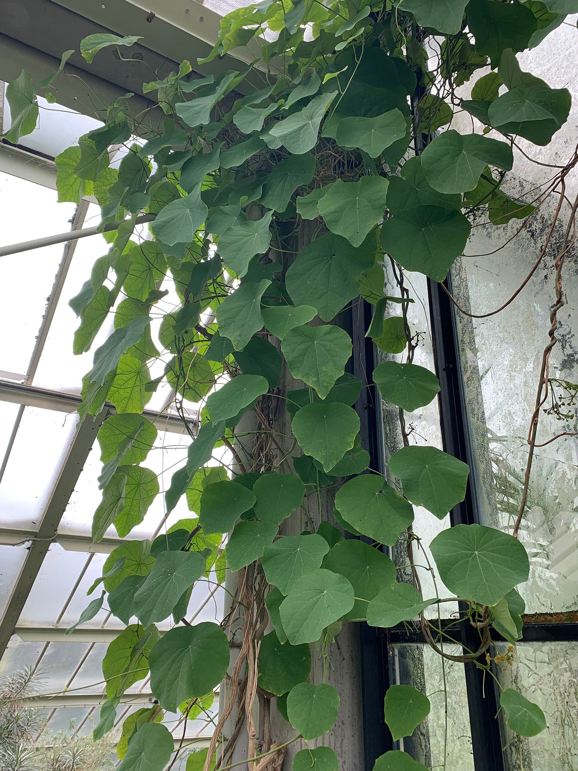 Stephania Tuber (Stephania rotunda) plant