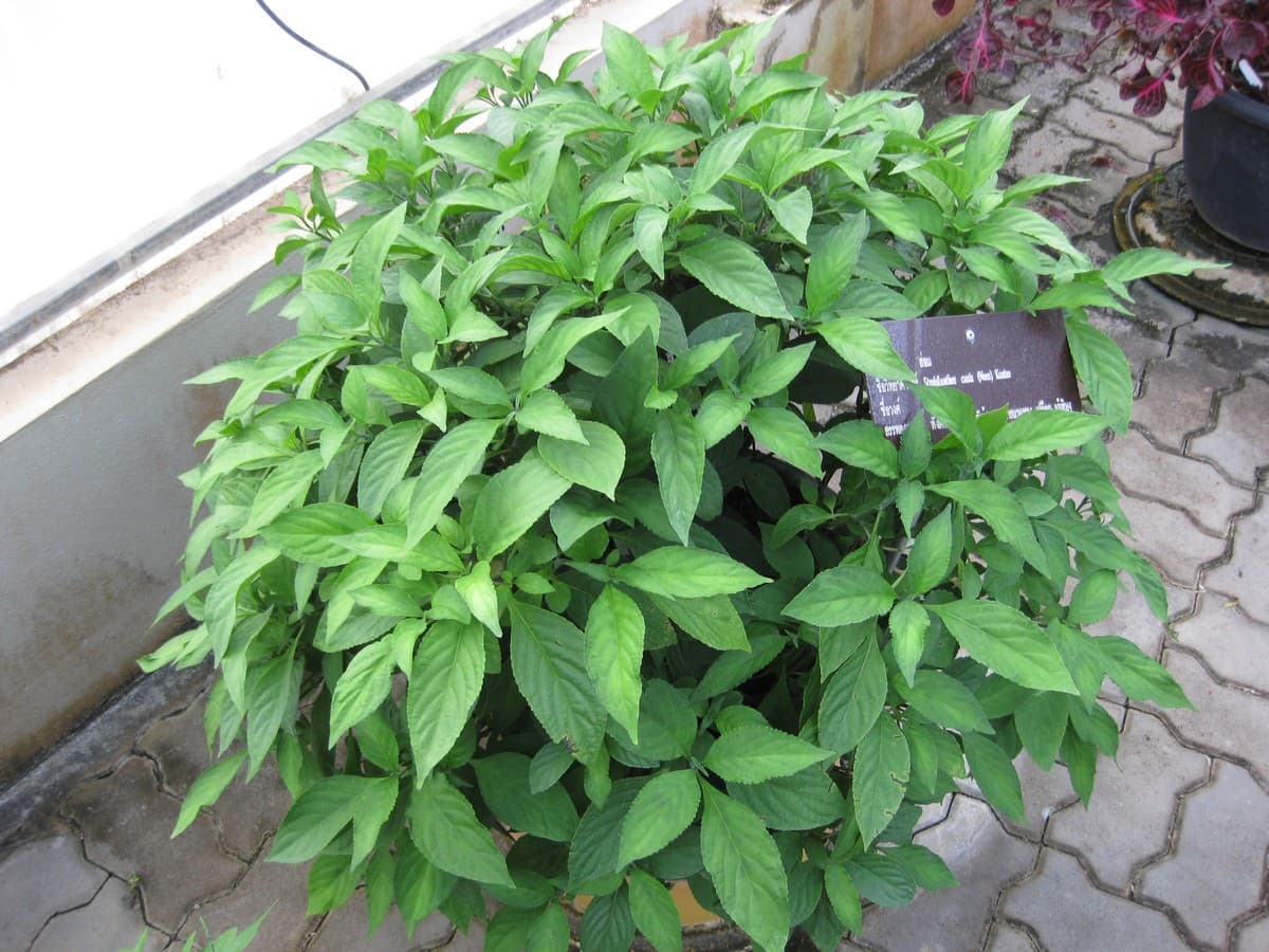 Strobilanthes (Strobilanthes cusia) plant