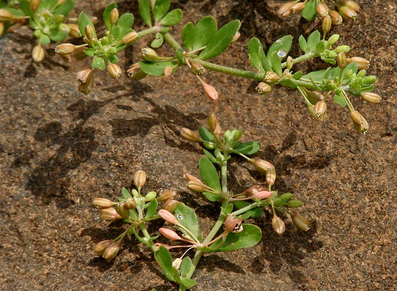 Slender Carpetweed (Glinus oppositifolius) plant