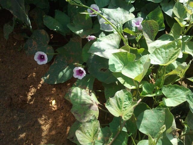 Sweet Potato Powder (Ipomoea batatas) plant