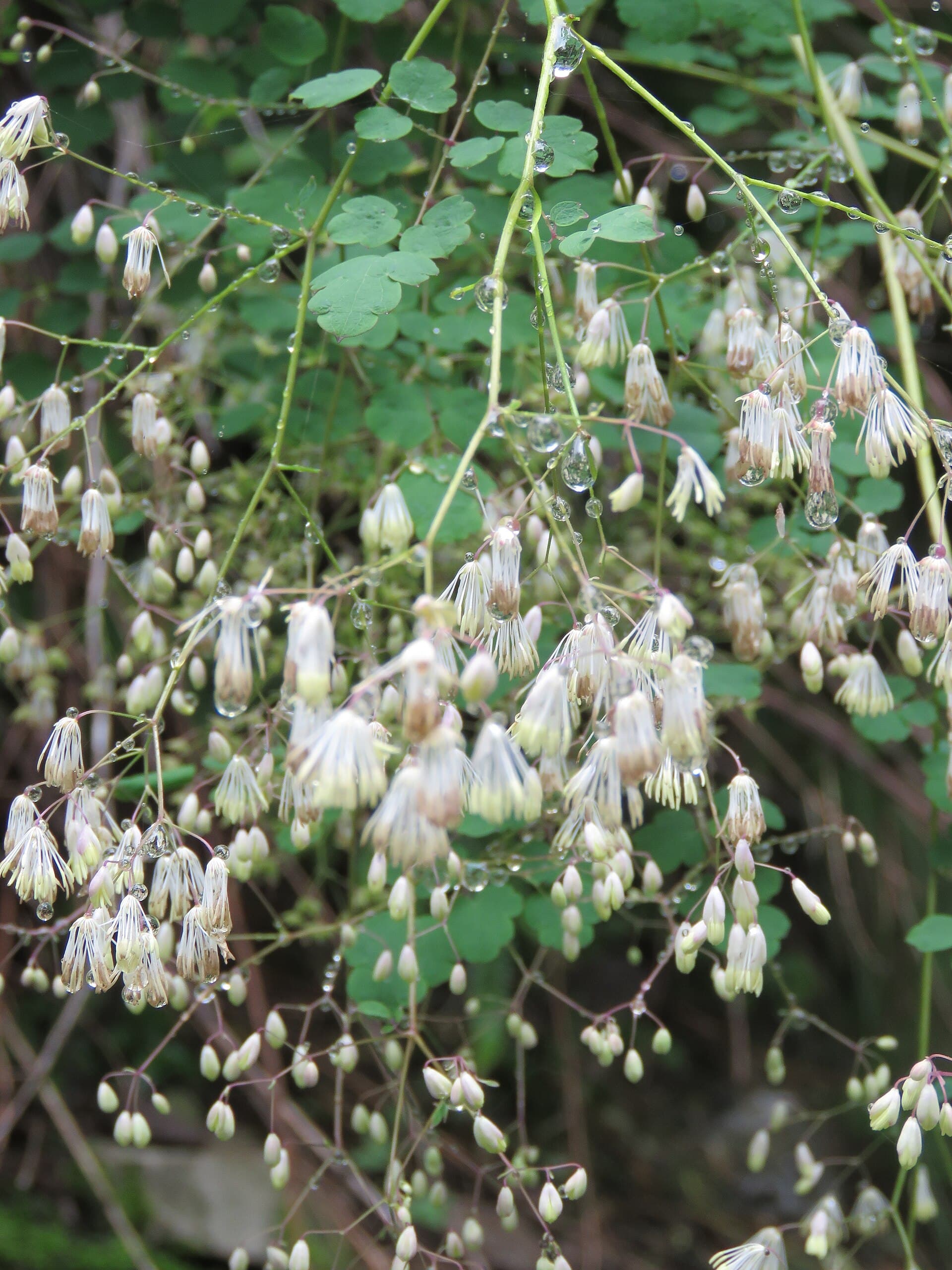 Thalictrum (Thalictrum foliolosum) plant