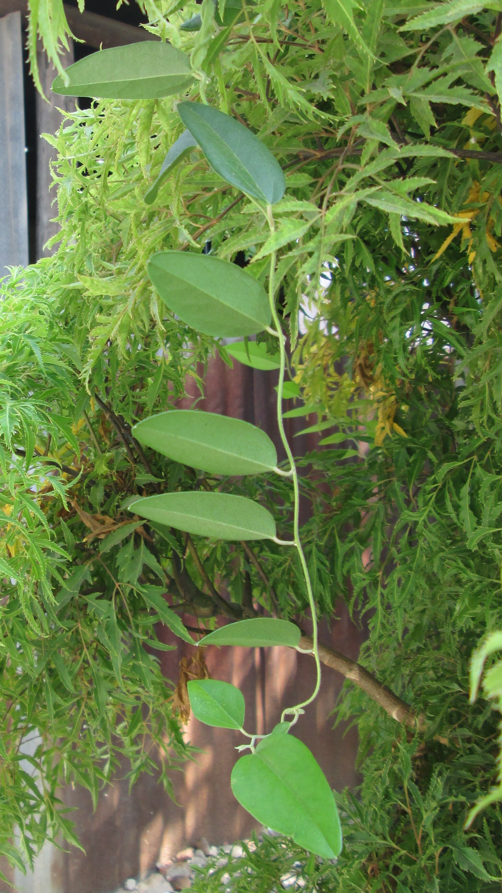 Tiliacora Powder (Tiliacora triandra) plant