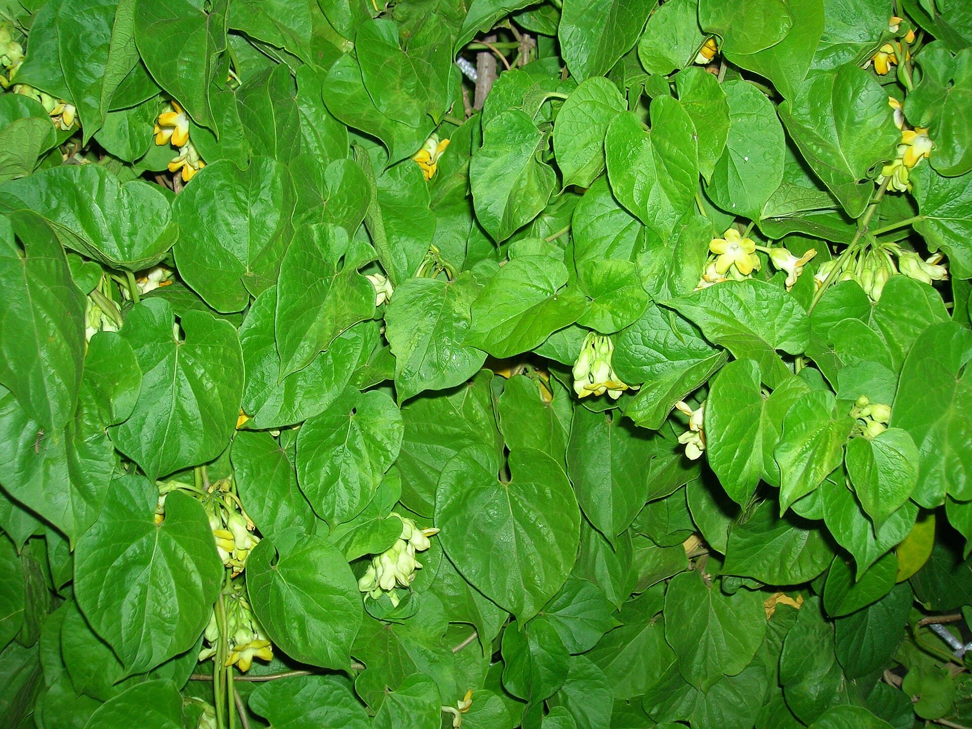 Tonkin Jasmine Flower (Telosma cordata) plant