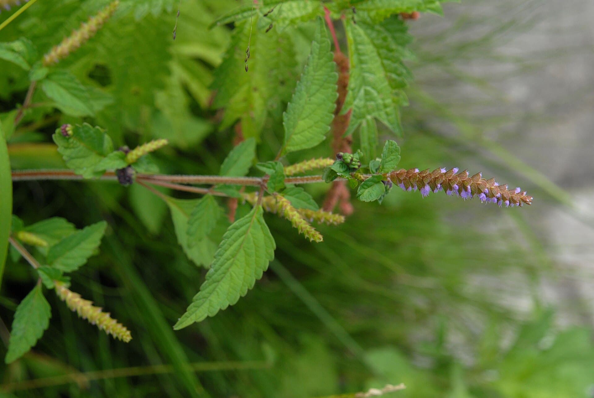 Vietnamese Balm (Elsholtzia ciliata) plant