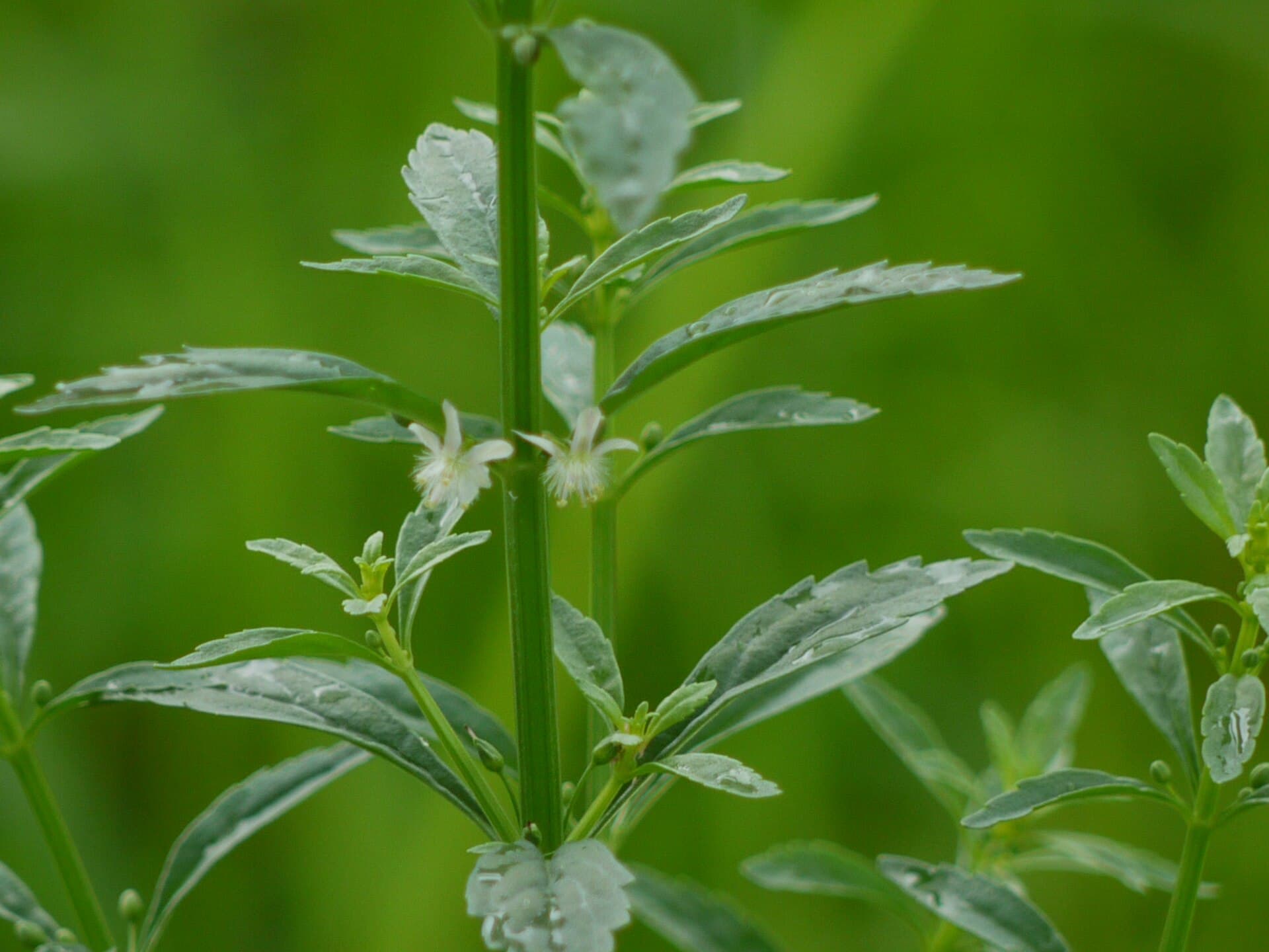 Vietnamese Licorice (Sweet Broomweed) (Scoparia dulcis) plant