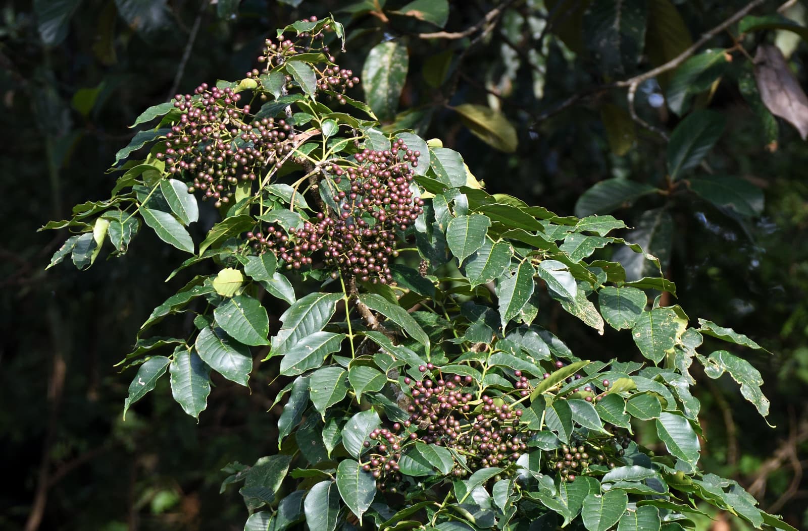 Vietnamese Sichuan Pepper (Zanthoxylum rhetsa) plant