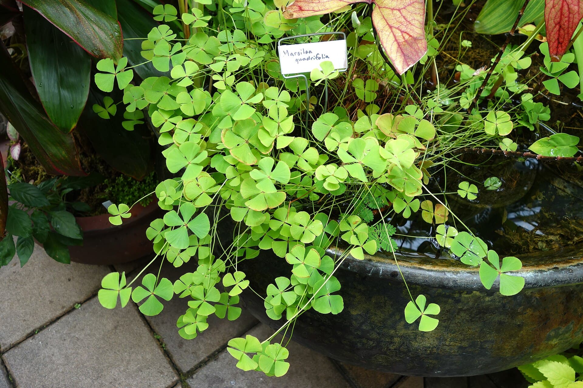 Water Clover (Marsilea quadrifolia) plant
