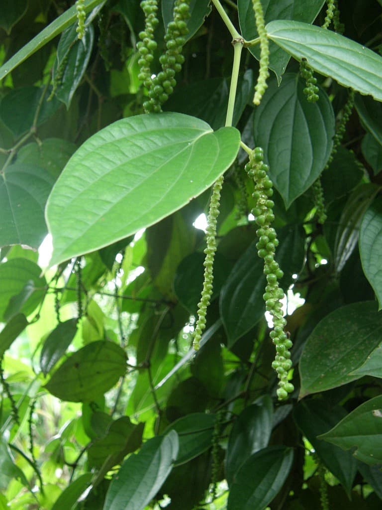 White Pepper (Piper nigrum) plant