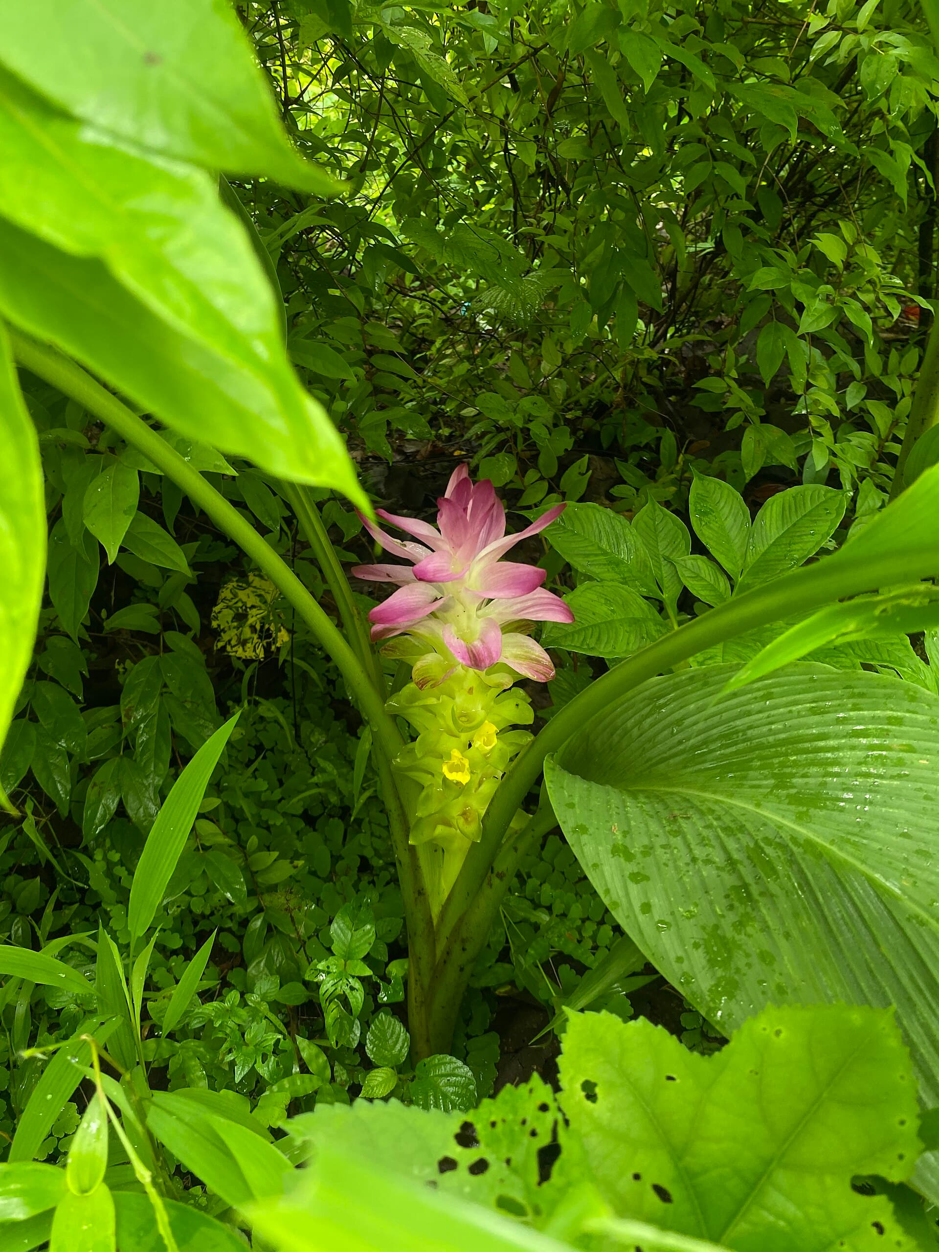 White Turmeric (Curcuma aromatica) plant