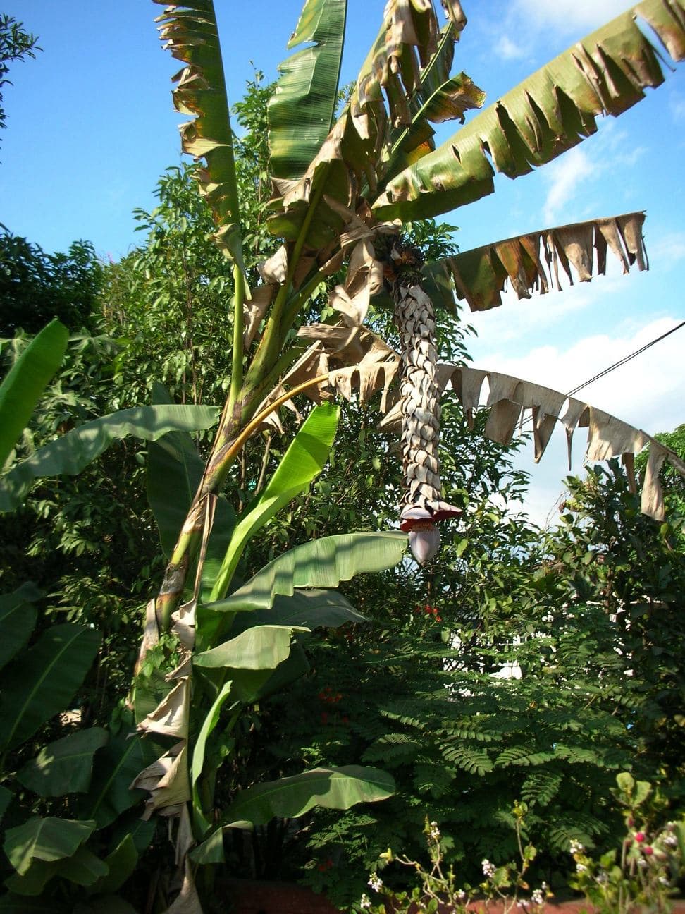 Wild Banana Seed (Musa balbisiana) plant