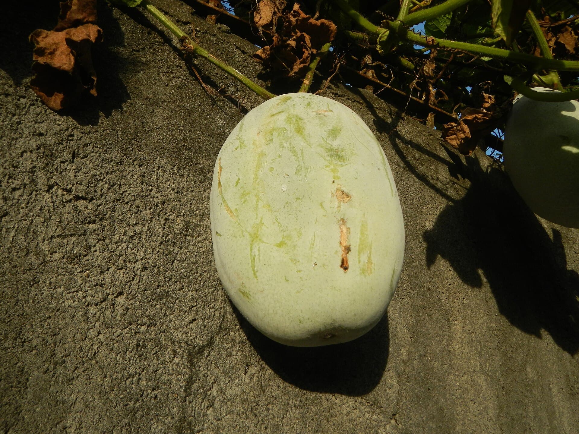 Winter Melon Tea (Benincasa hispida) plant