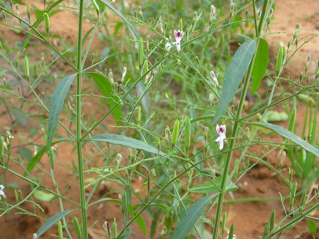 Andrographis (Andrographis paniculata) plant